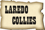 Laredo Collies